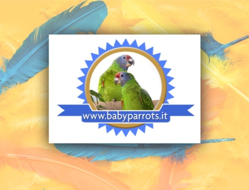 Sito web Babyparrots