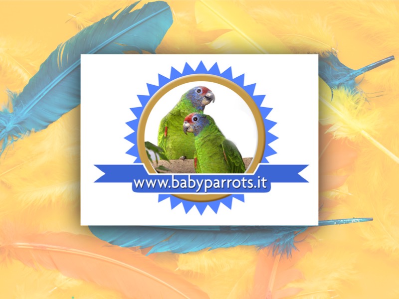Babyparrots sito web